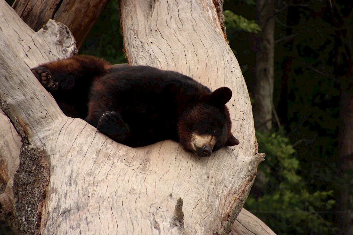 A black bear is sleeping comfortably on a large tree's branch, with a dense forest in the background.
