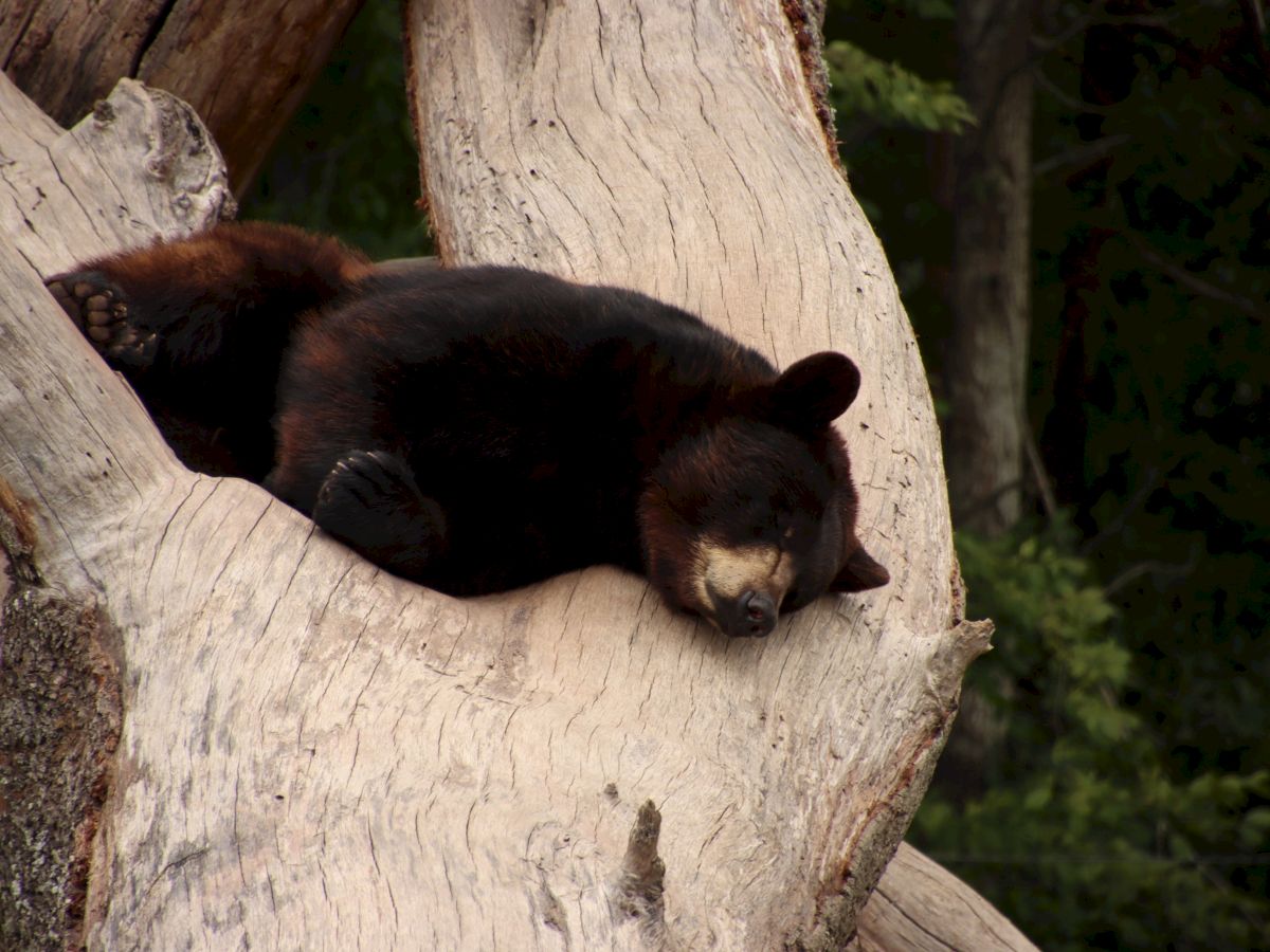 A black bear is sleeping comfortably on a large tree's branch, with a dense forest in the background.