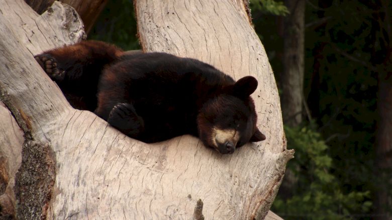 A black bear is sleeping comfortably on a large tree's branch, with a dense forest in the background.